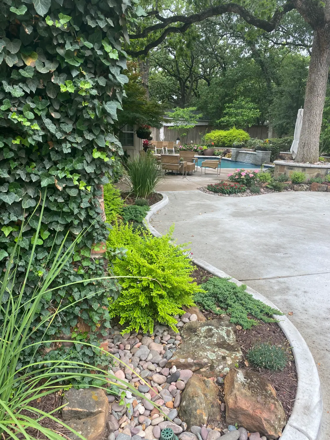 Luxury backyard transformation featuring lush landscaping, curved patio, and resort-style pool in Fort Worth