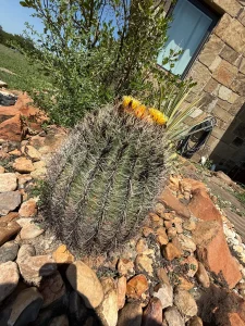 Barrel cactus with yellow blooms in luxury Fort Worth landscape design near stone patio