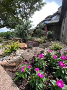 Luxury landscape design featuring vibrant pink flowers, natural stone, and modern Fort Worth home