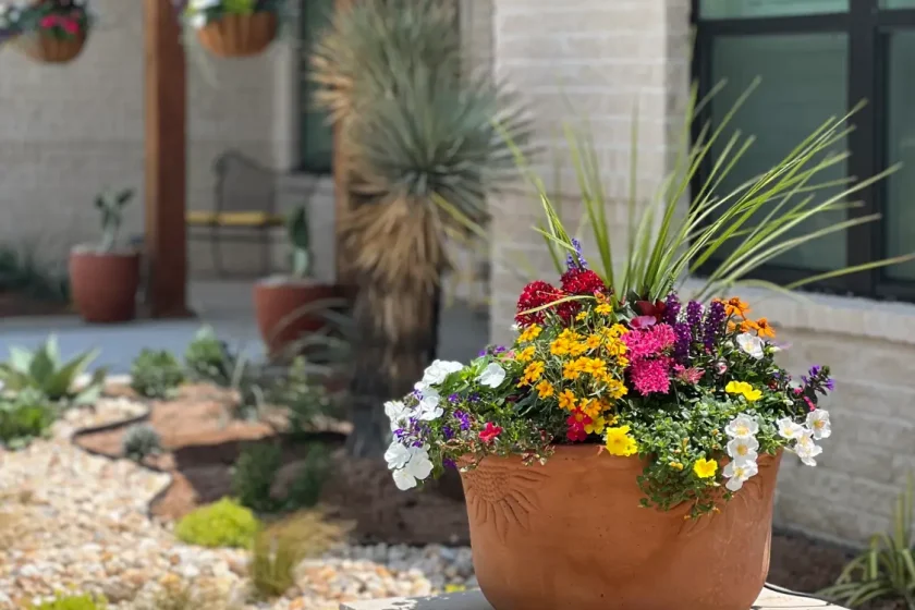 Vibrant mixed flower planter in luxury Fort Worth backyard with desert landscaping and modern patio design