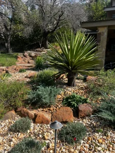 Luxury backyard landscape design featuring yucca plants, native Texas trees, and decorative stone hardscaping