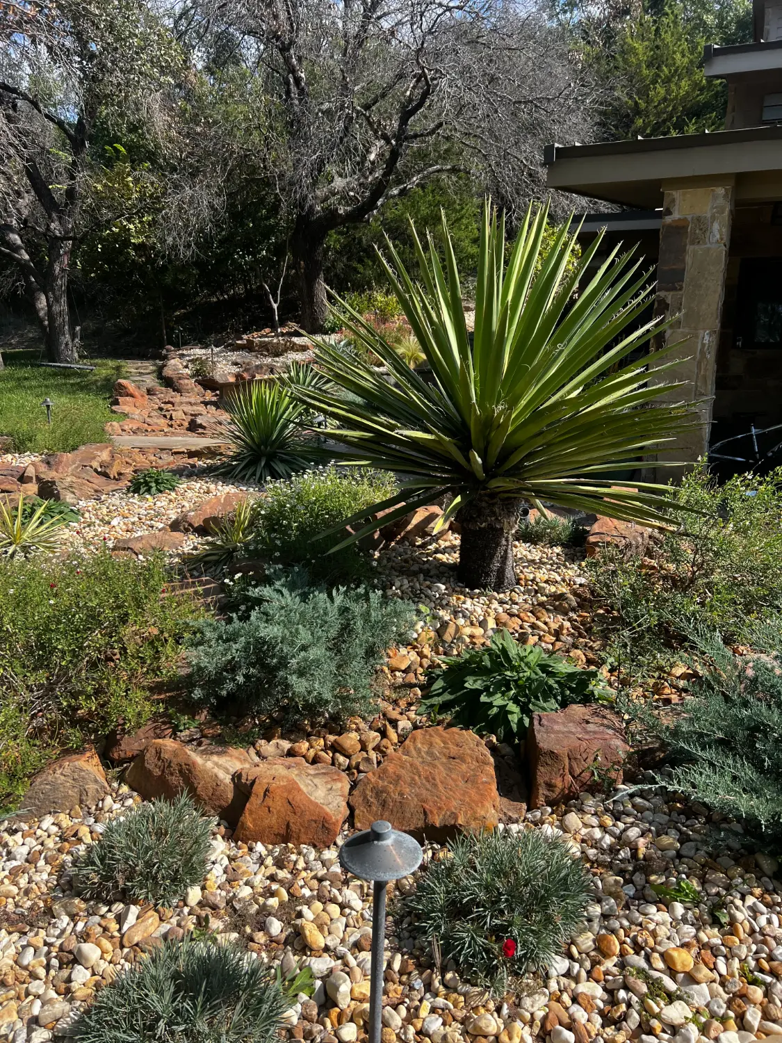 Luxury backyard landscape design featuring yucca plants, native Texas trees, and decorative stone hardscaping