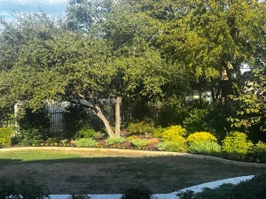 Luxury backyard transformation featuring manicured lawn, tiered garden beds, and mature trees in Fort Worth