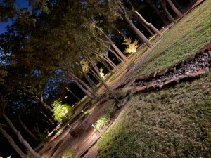 Luxury backyard landscape design featuring illuminated trees and manicured lawn entertainment area
