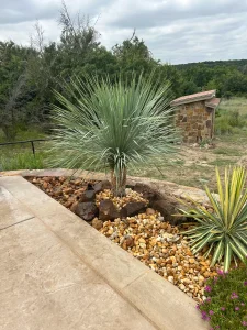 Luxury landscape design featuring specimen yucca plants in decorative rock bed alongside patio