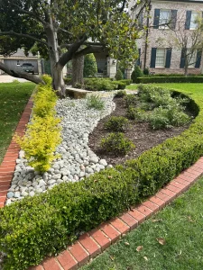 Luxury landscape design featuring manicured boxwood hedges, river rock beds, and mature tree in Fort Worth residential yard