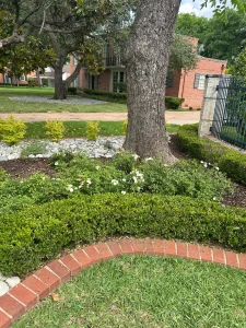 Luxury landscape design Fort Worth featuring manicured boxwood hedges, mature trees, and white flowering plants