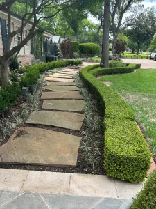 Luxury landscape design with manicured boxwood hedges flanking stone steppers along a Fort Worth residential pathway