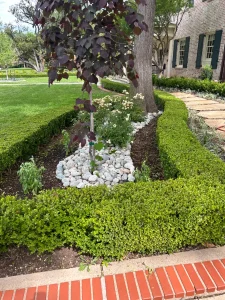 Luxury landscape design featuring manicured hedges, ornamental tree, and white flowering plants along brick pathway