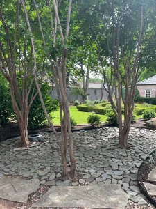 Elegant multi-trunk tree specimen on stone patio in luxury outdoor living space with manicured lawn